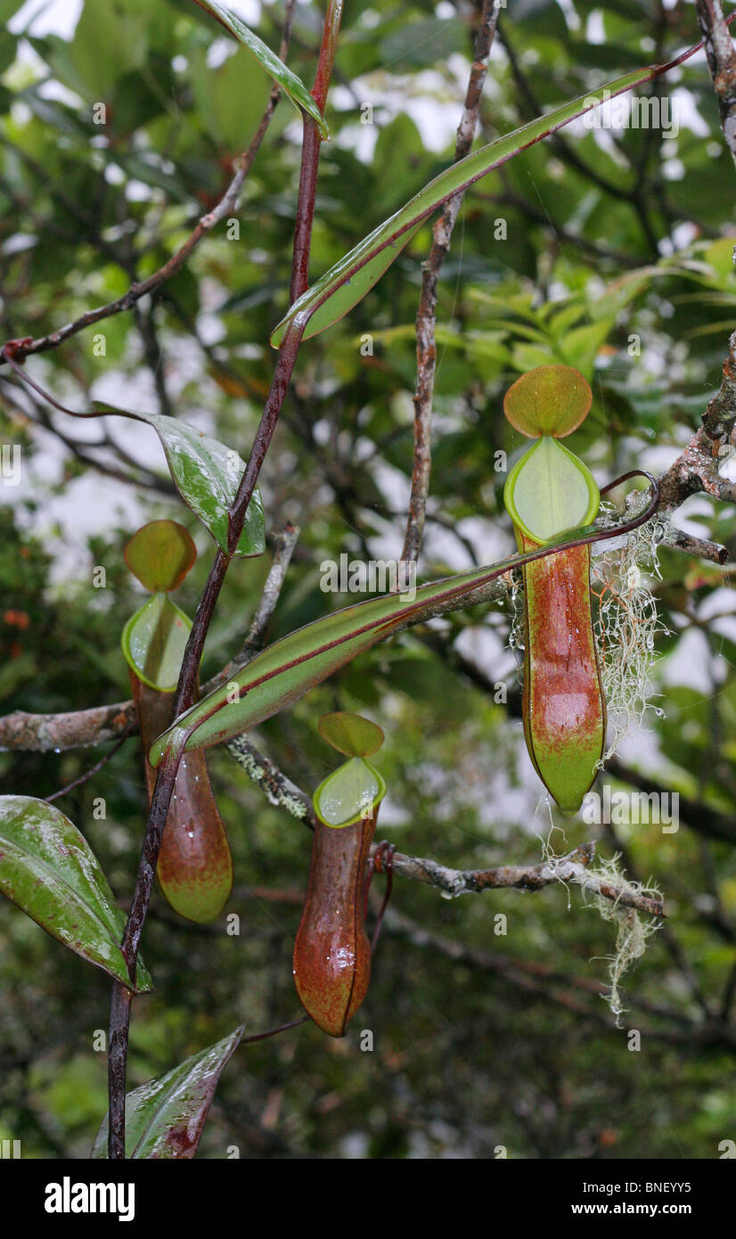 Aerial Pitcher of Pitcher Plant, Nepenthes Tentaculata, Mount Kinabalu, Malaysia Stock Photo