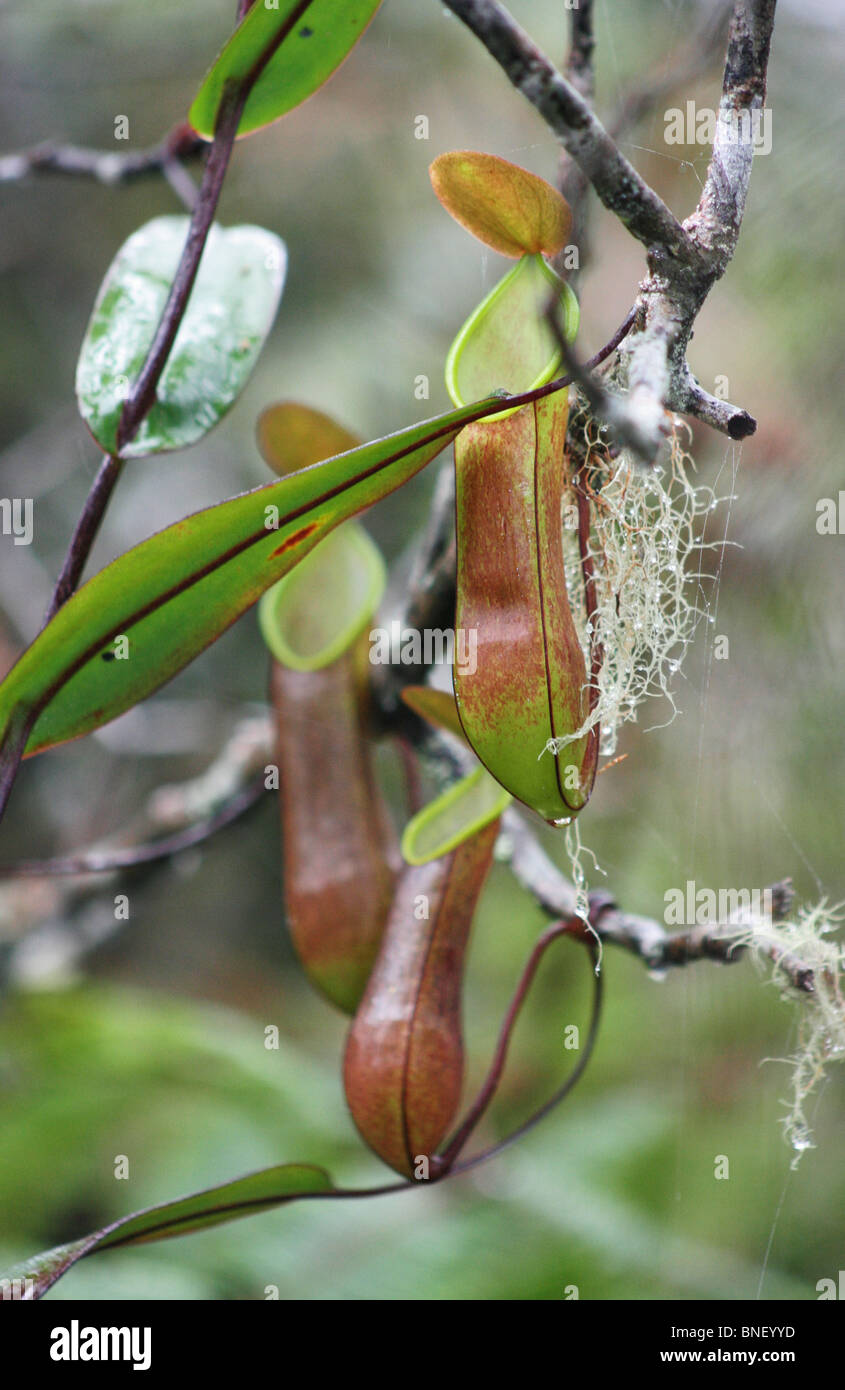 Aerial Pitcher of Pitcher Plant (Nepenthes tentaculata) Mount Kinabalu, Malaysia Stock Photo