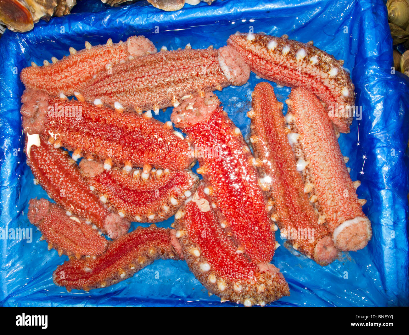 Red sea cucumbers, Noryangjin fish market, Seoul, South Korea Stock