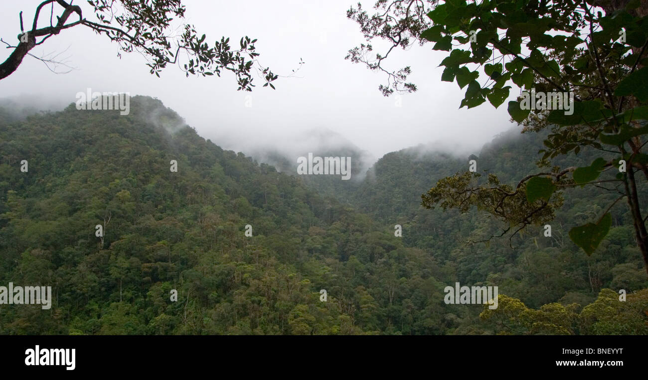 View over rainforest in Mount Kinabalu National Park, Sabah, Malaysia Stock Photo
