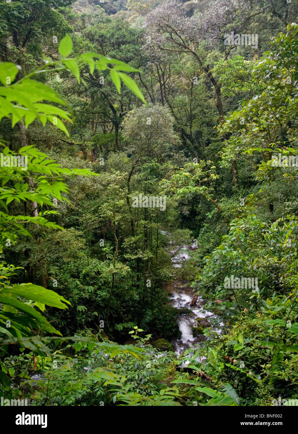 Rainforest Stream In Montane Forest Mount Kinabalu Sabah Malaysia Stock Photo Alamy