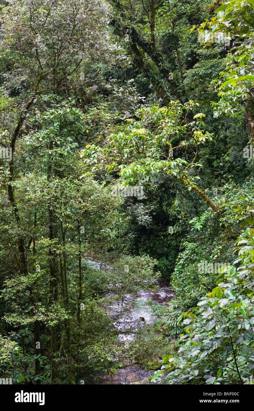 Rainforest stream in montane forest, Mount Kinabalu, Sabah, Malaysia Stock Photo