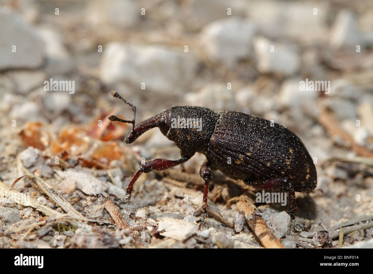 Hylobius abietis, pine weevil. A weevil or snout beetle on a dirt road through a pine forest Stock Photo