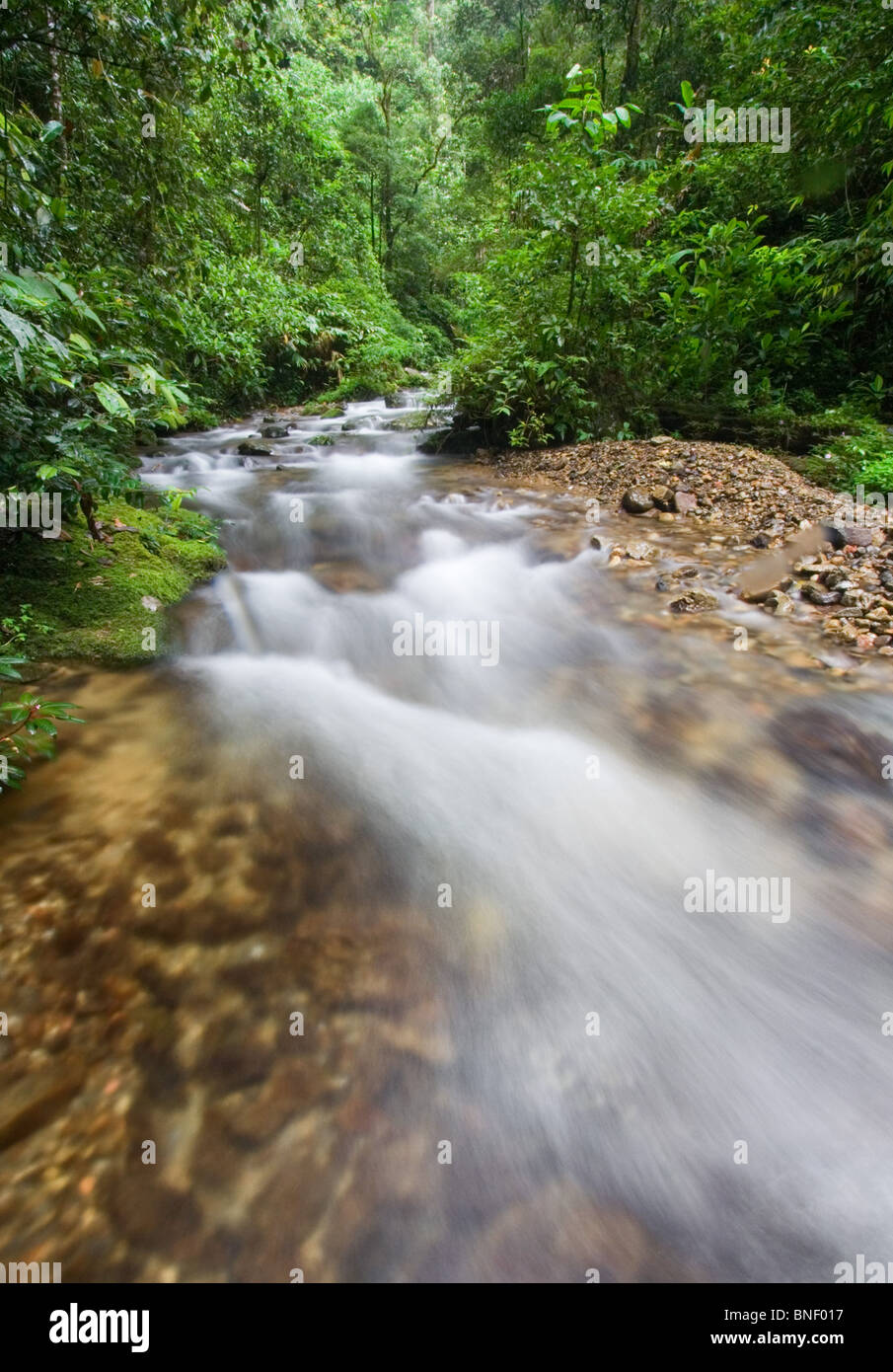 Rainforest stream in montane forest, Mount Kinabalu, Sabah, Malaysia Stock Photo