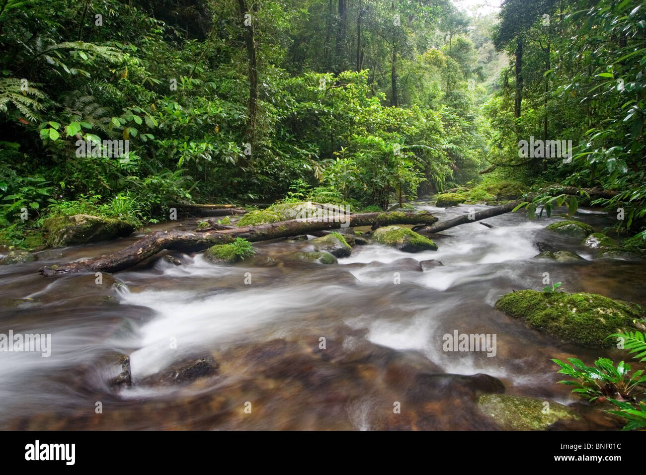 Rainforest stream in montane forest, Mount Kinabalu, Sabah, Malaysia Stock Photo