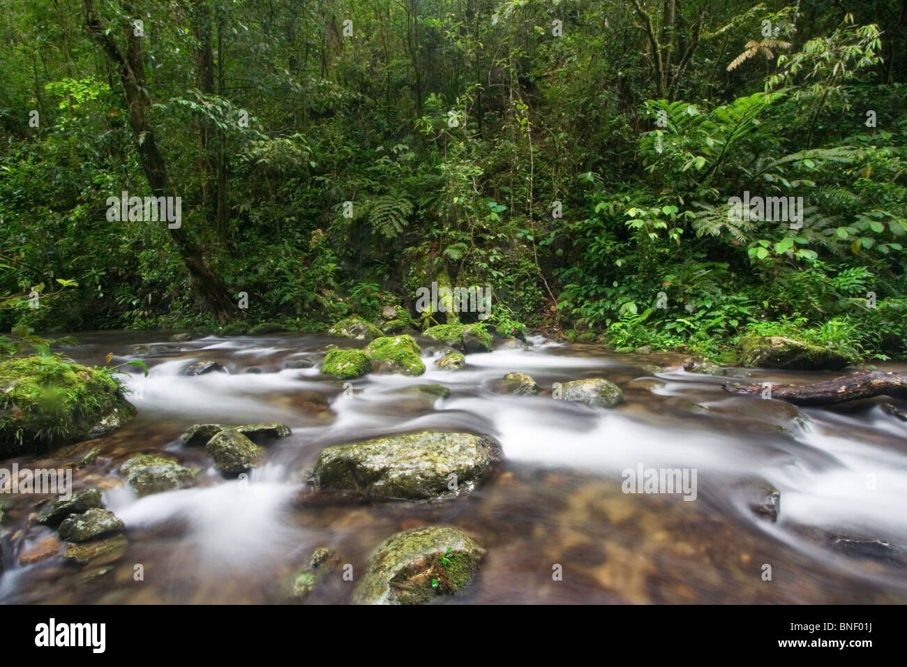 Rainforest stream in montane forest, Mount Kinabalu, Sabah, Malaysia Stock Photo