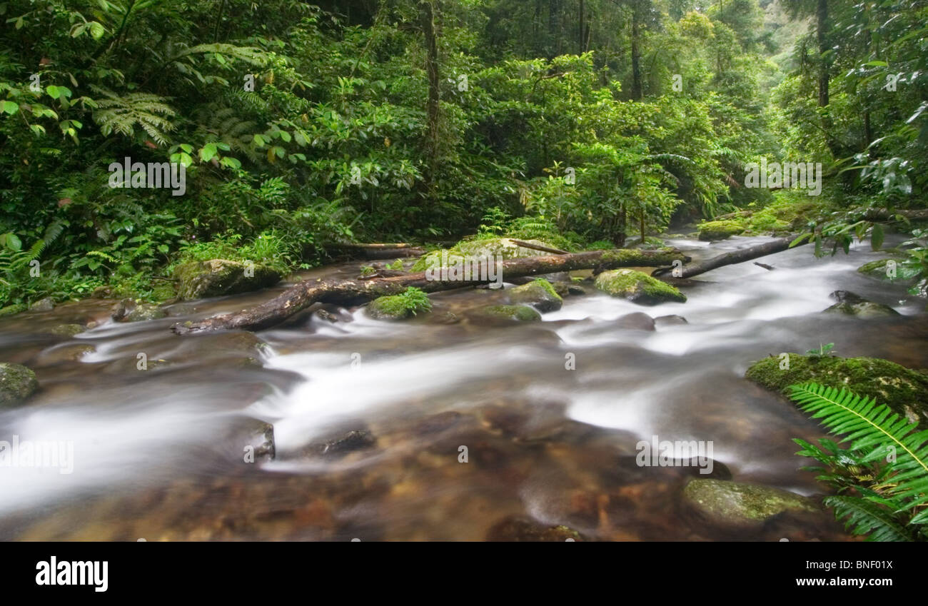 Rainforest stream in montane forest, Mount Kinabalu, Sabah, Malaysia Stock Photo