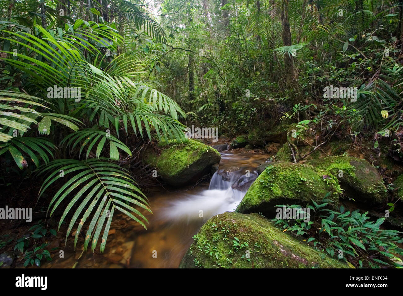 Rainforest stream in montane forest, Mount Kinabalu, Sabah, Malaysia Stock Photo