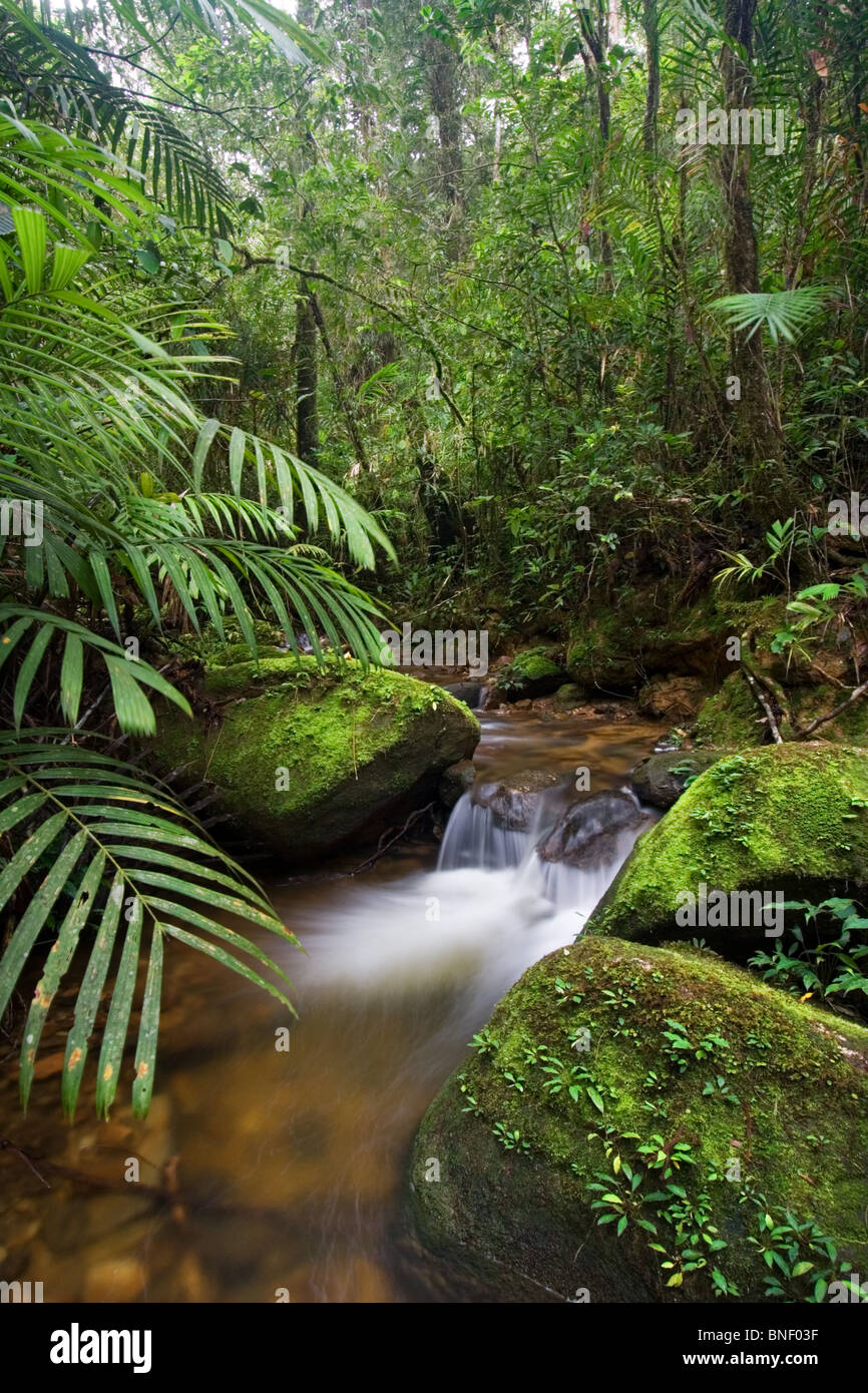 Rainforest stream in montane forest, Mount Kinabalu, Sabah, Malaysia Stock Photo