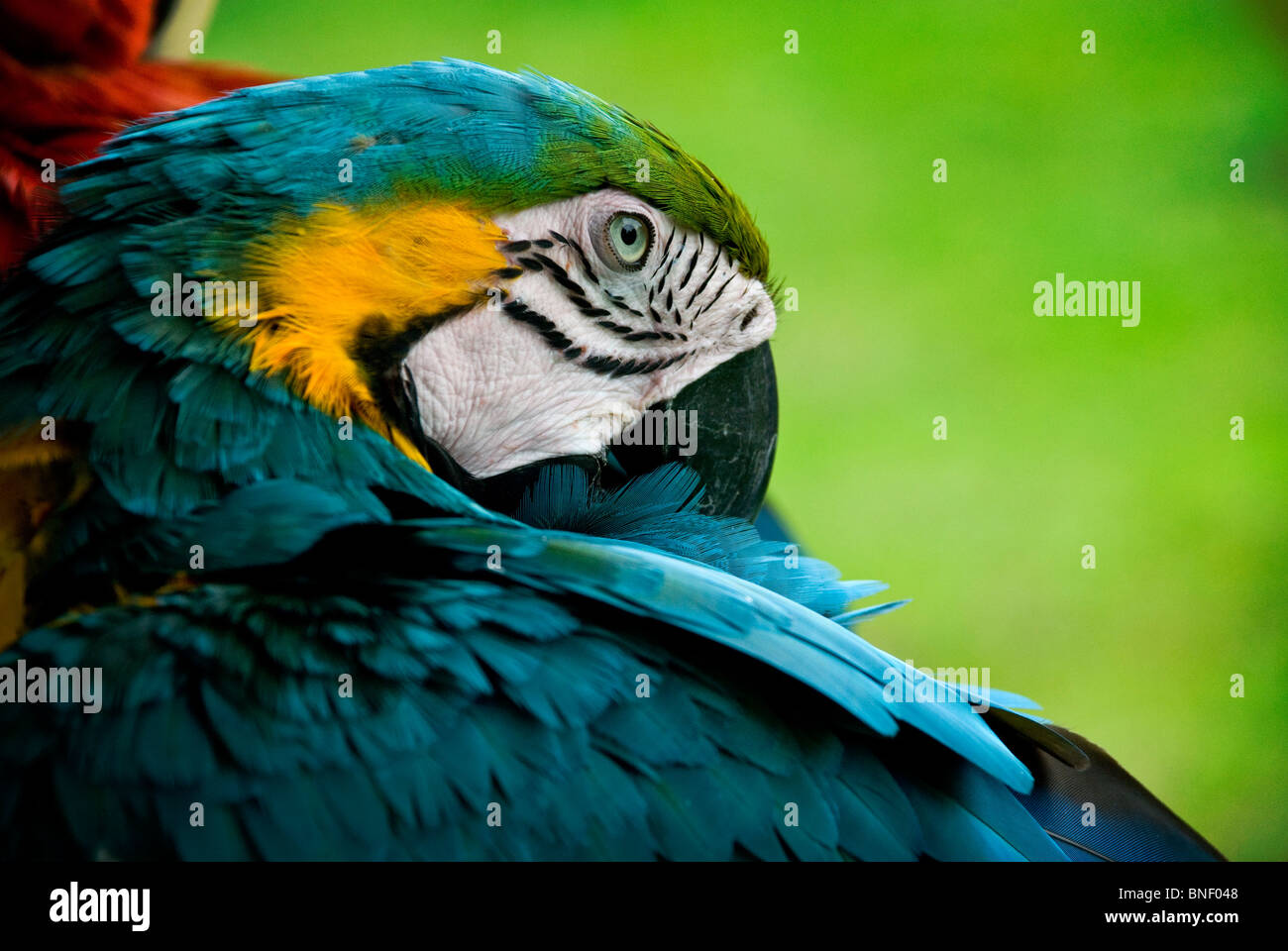 parrot, amazon jungle, colorful, peru, iquitos Stock Photo