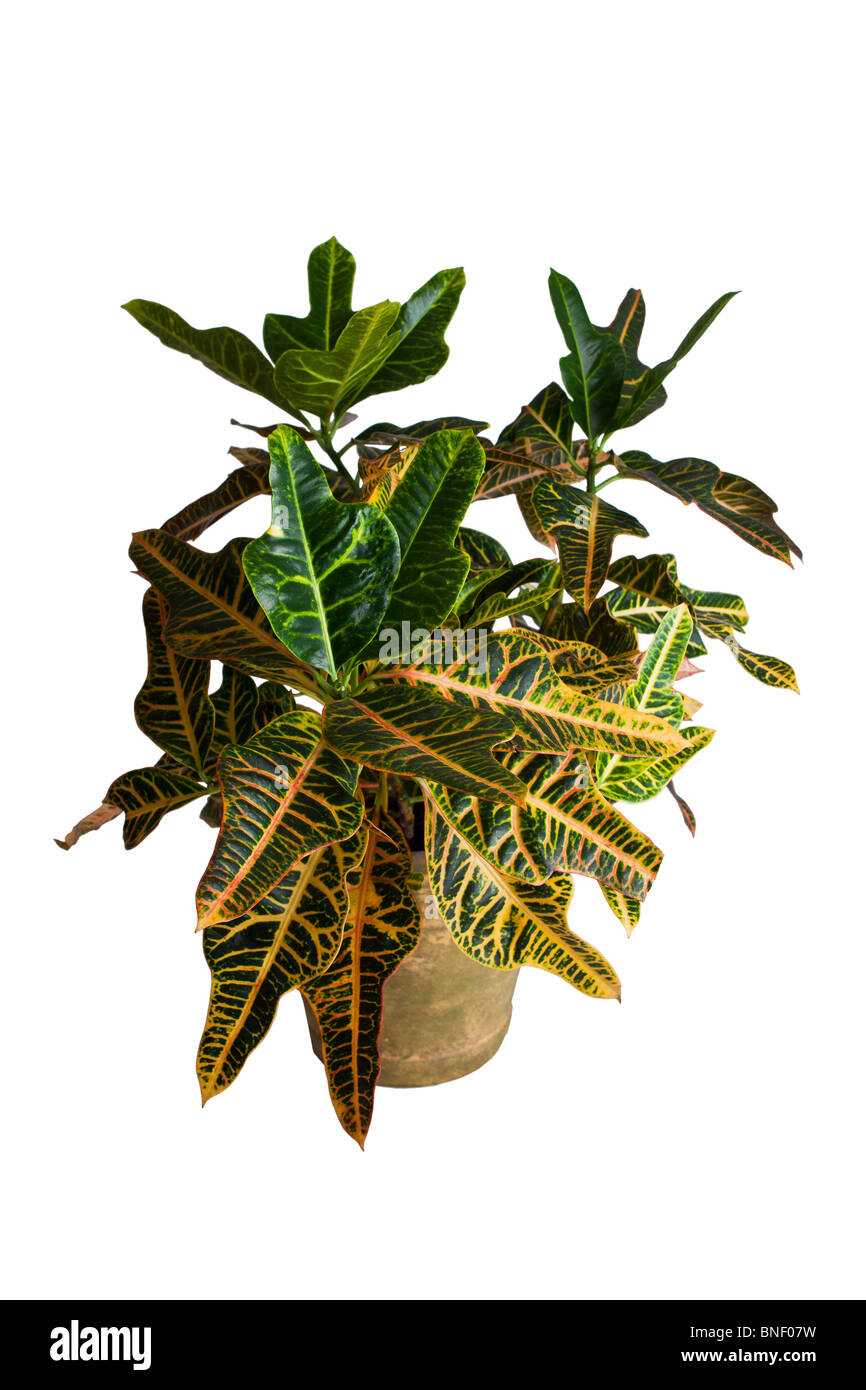 Tropical Croton (Codiaeum variegatum) plant in pot.  © Myrleen Pearson Stock Photo