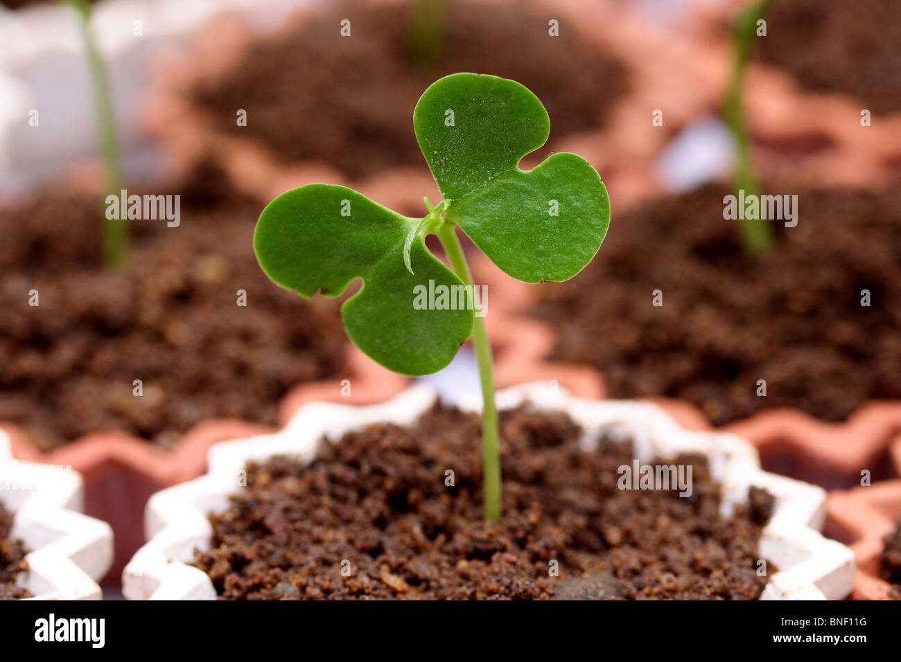 Baby plantNew life Stock Photo Alamy