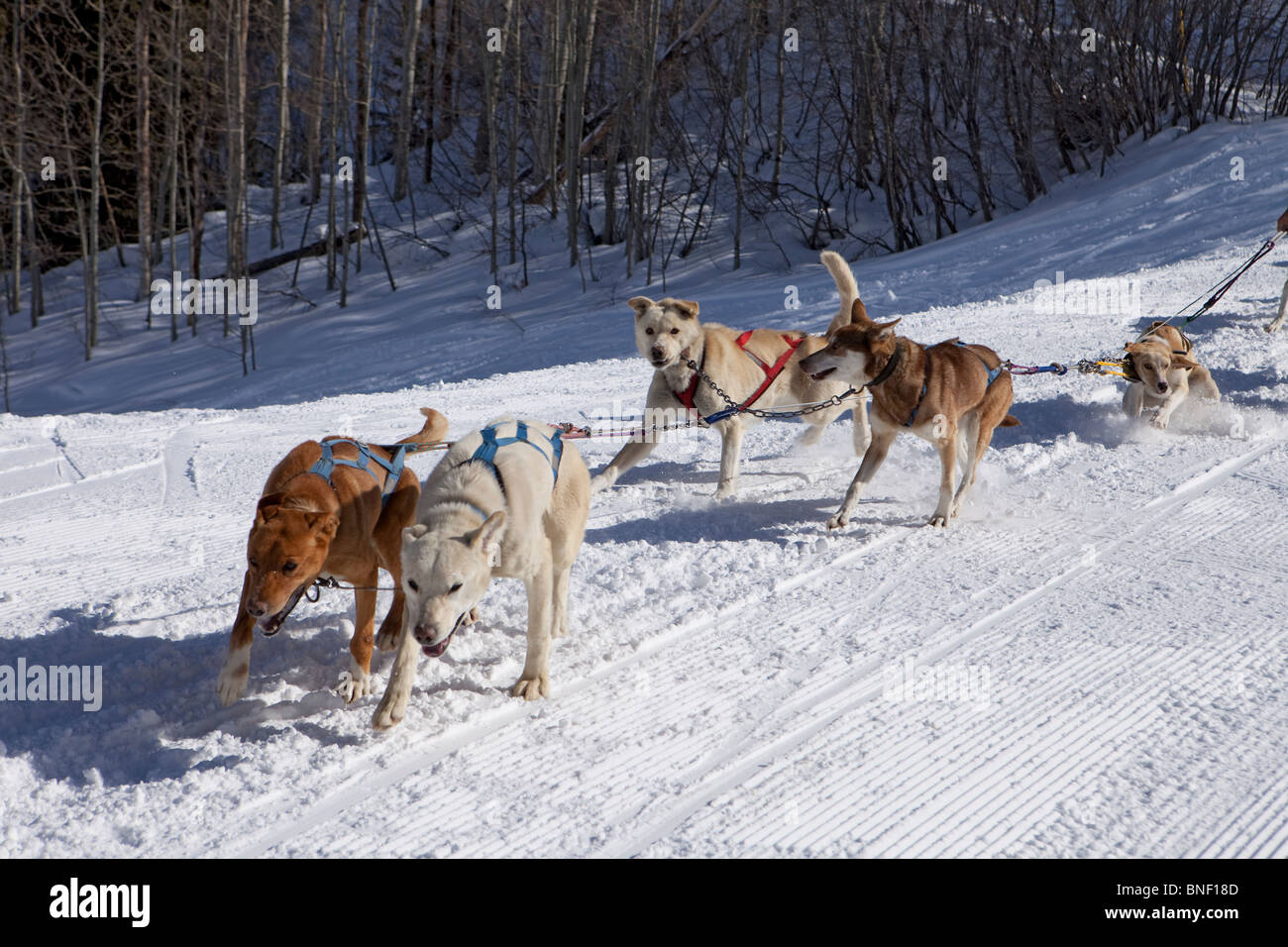 Dog Sled Team In Training Run Stock Photo Alamy