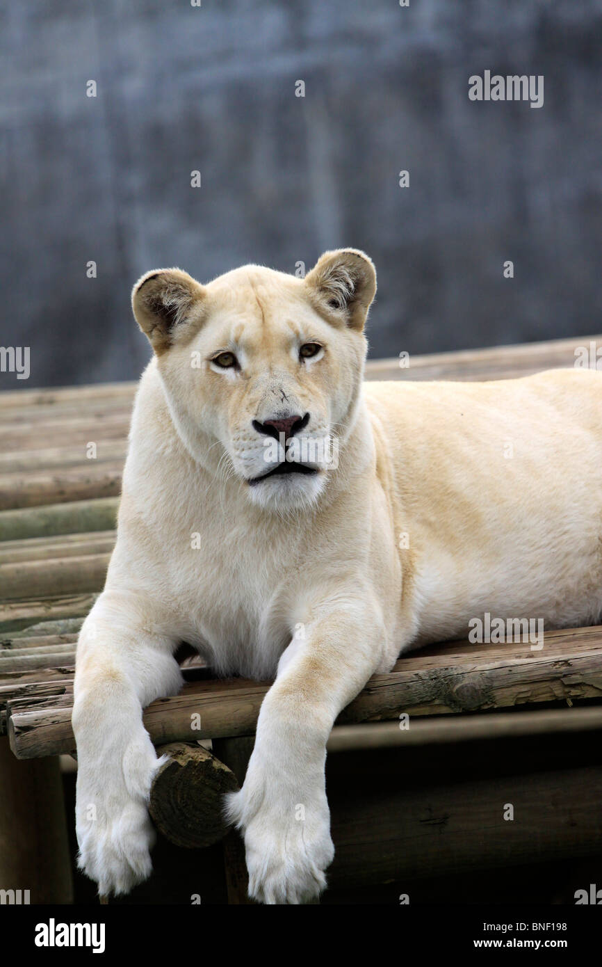 White lion lioness ,(Panthera leo krugeri) in Tygerberg Zoo near Cape Town. Stock Photo