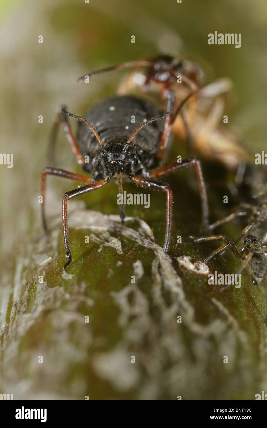 Lasius niger, the black garden ant, and Lachnus roboris Stock Photo