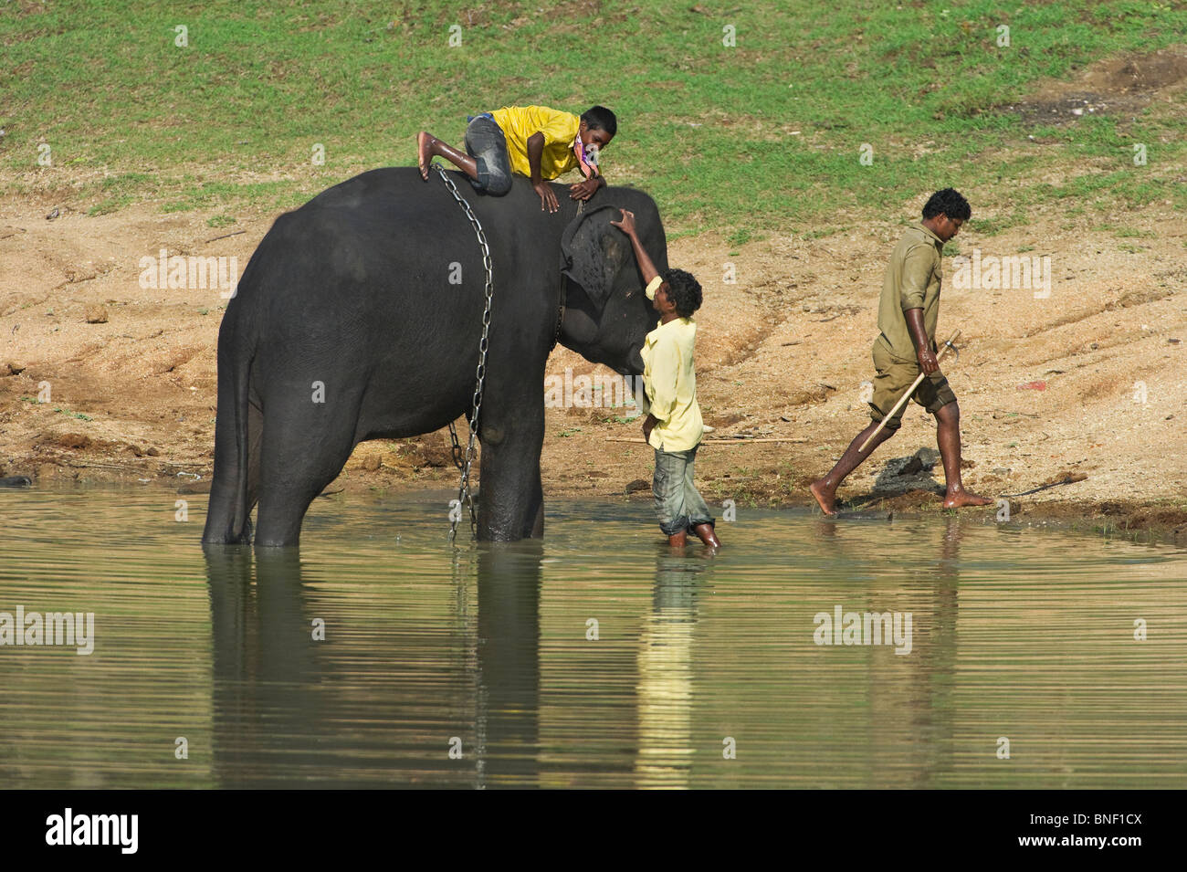 India Karnataka Nagarhole National Park Indian people with an Asian Elephant  in the Kabini river Stock Photo - Alamy