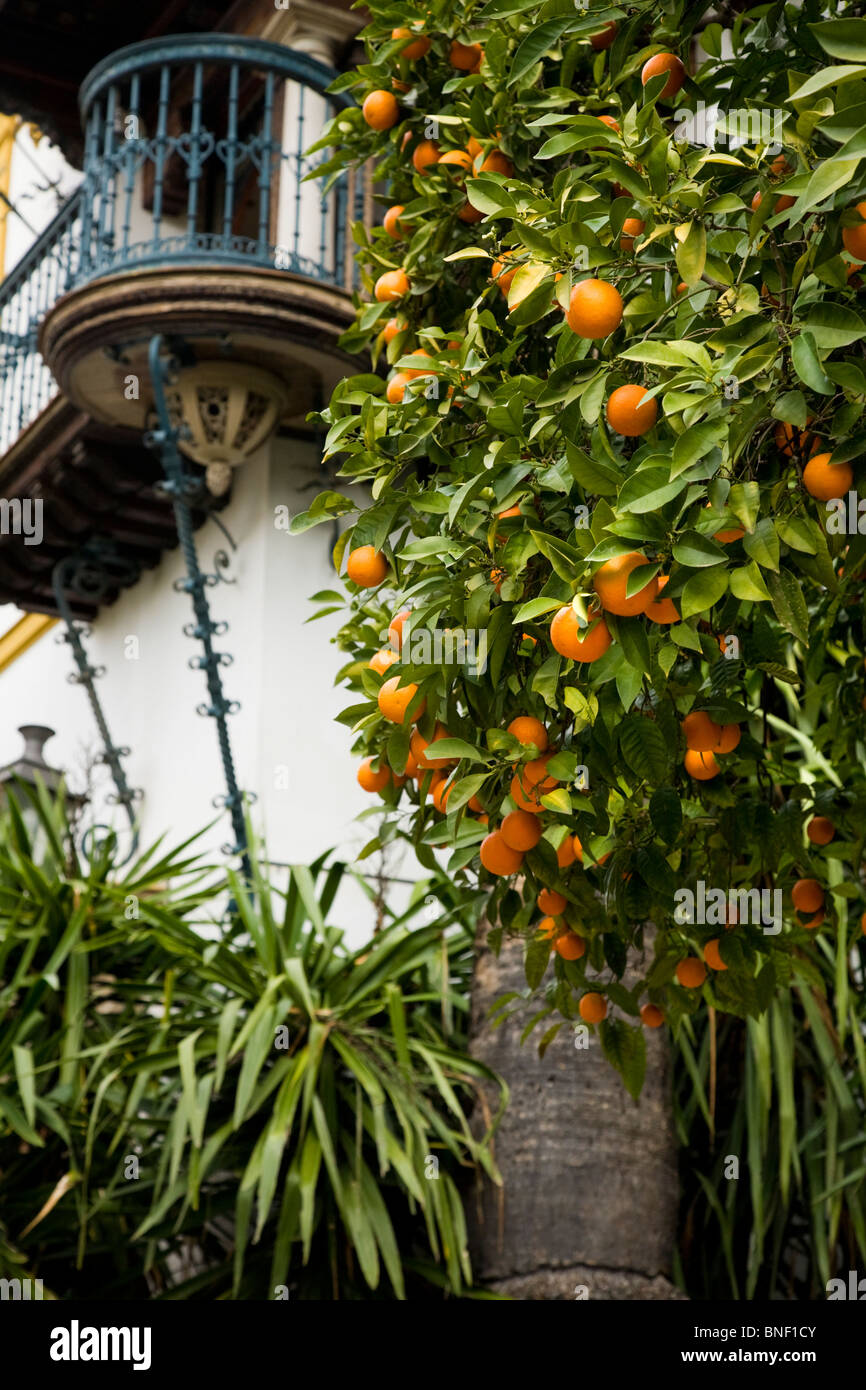 Oranges growing / orange trees / orange tree in front of building with