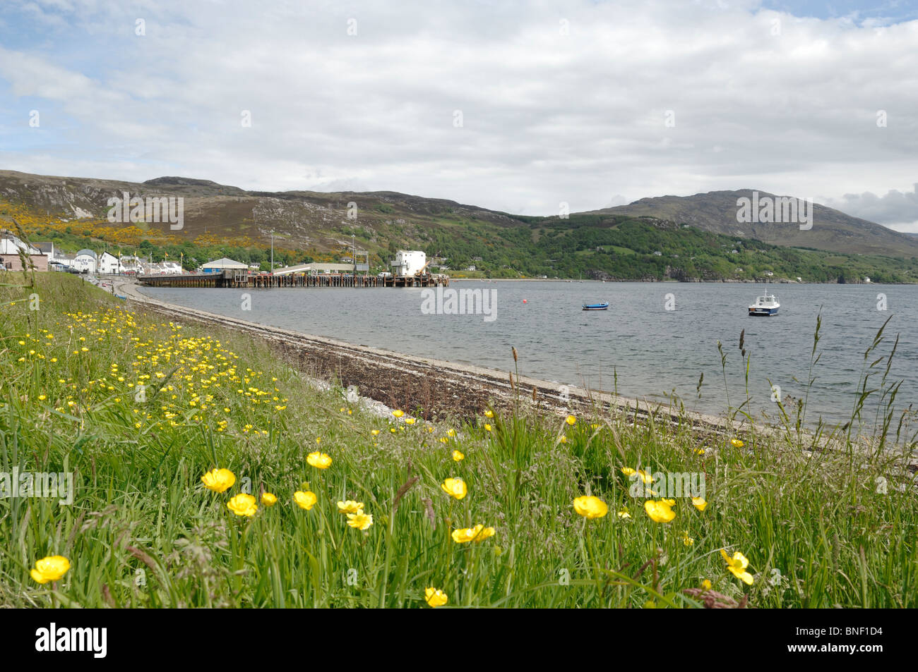 Buttercups on the grassy shore of Loch Broom with Ullapool Harbour jetty in the background in Ross and Cromarty Scotland Stock Photo