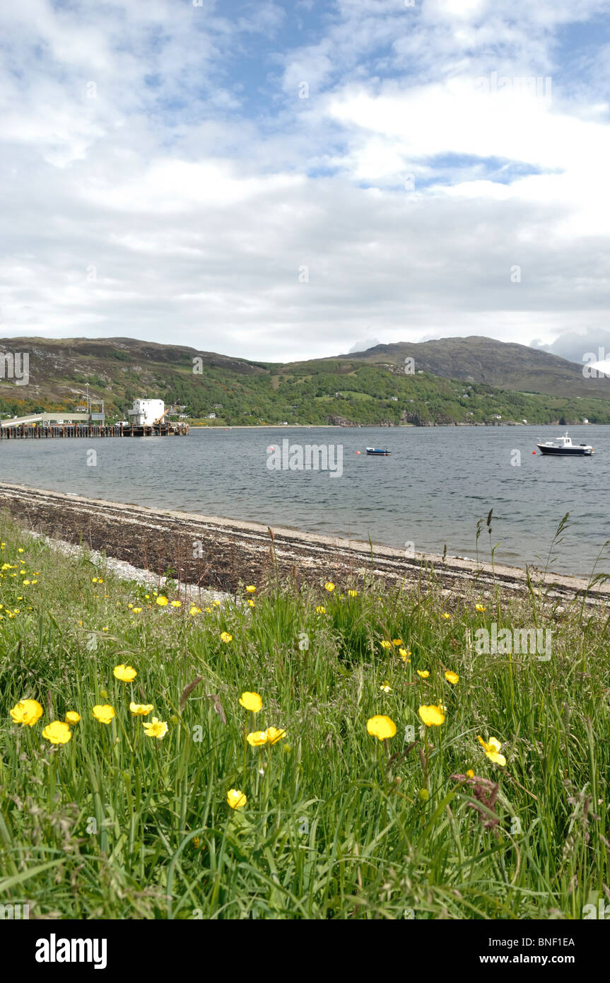 Buttercups on the grassy shore of Loch Broom with Ullapool Harbour jetty in the background in Ross and Cromarty Scotland Stock Photo
