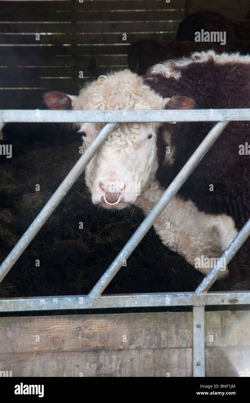 A black and white bull with a ring through its nose looks out from behind a fence on a farm in Cornwall. Stock Photo