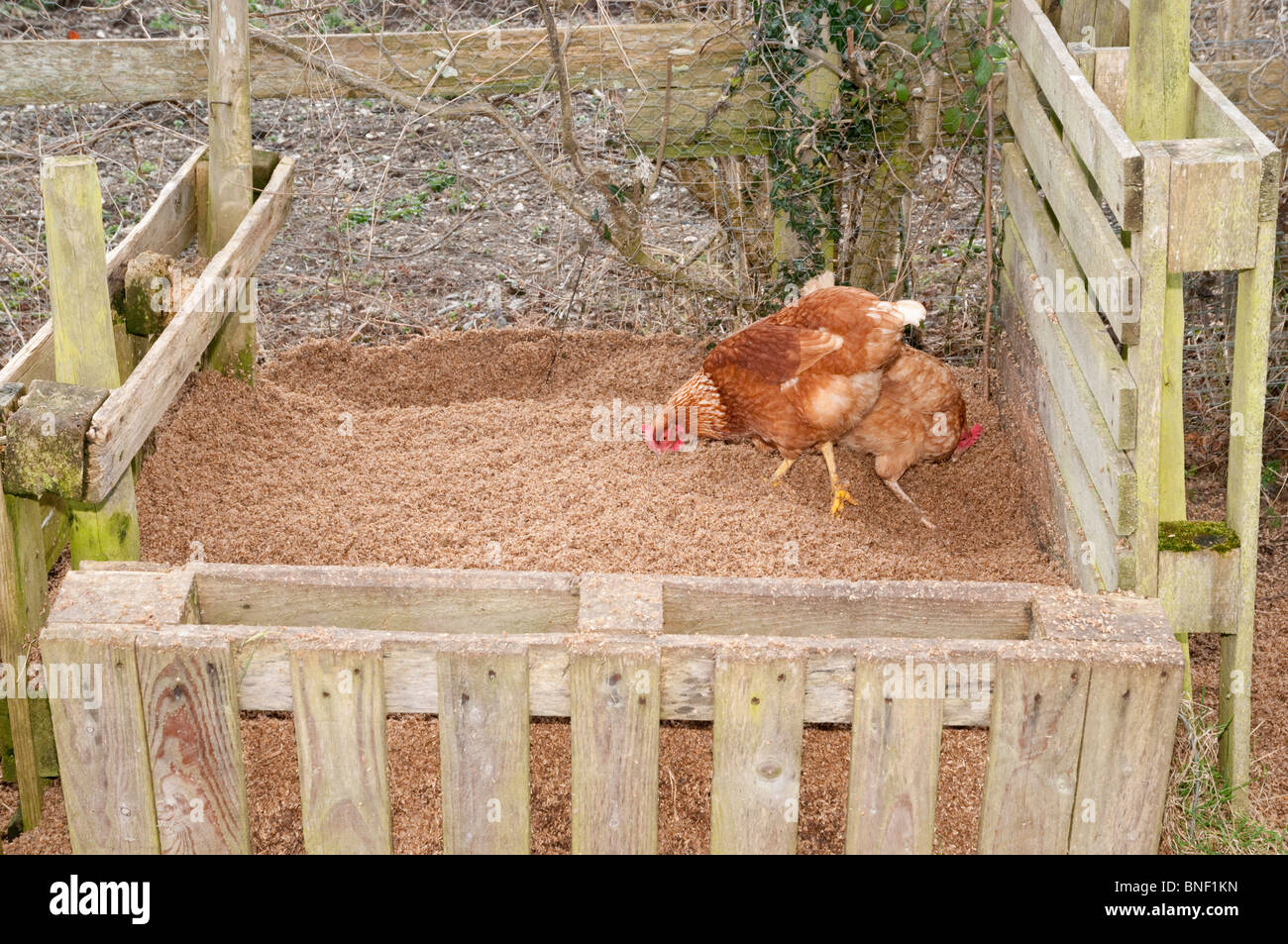 Freerange chickens feed on a compost heap containing spent grains from a brewery Stock Photo