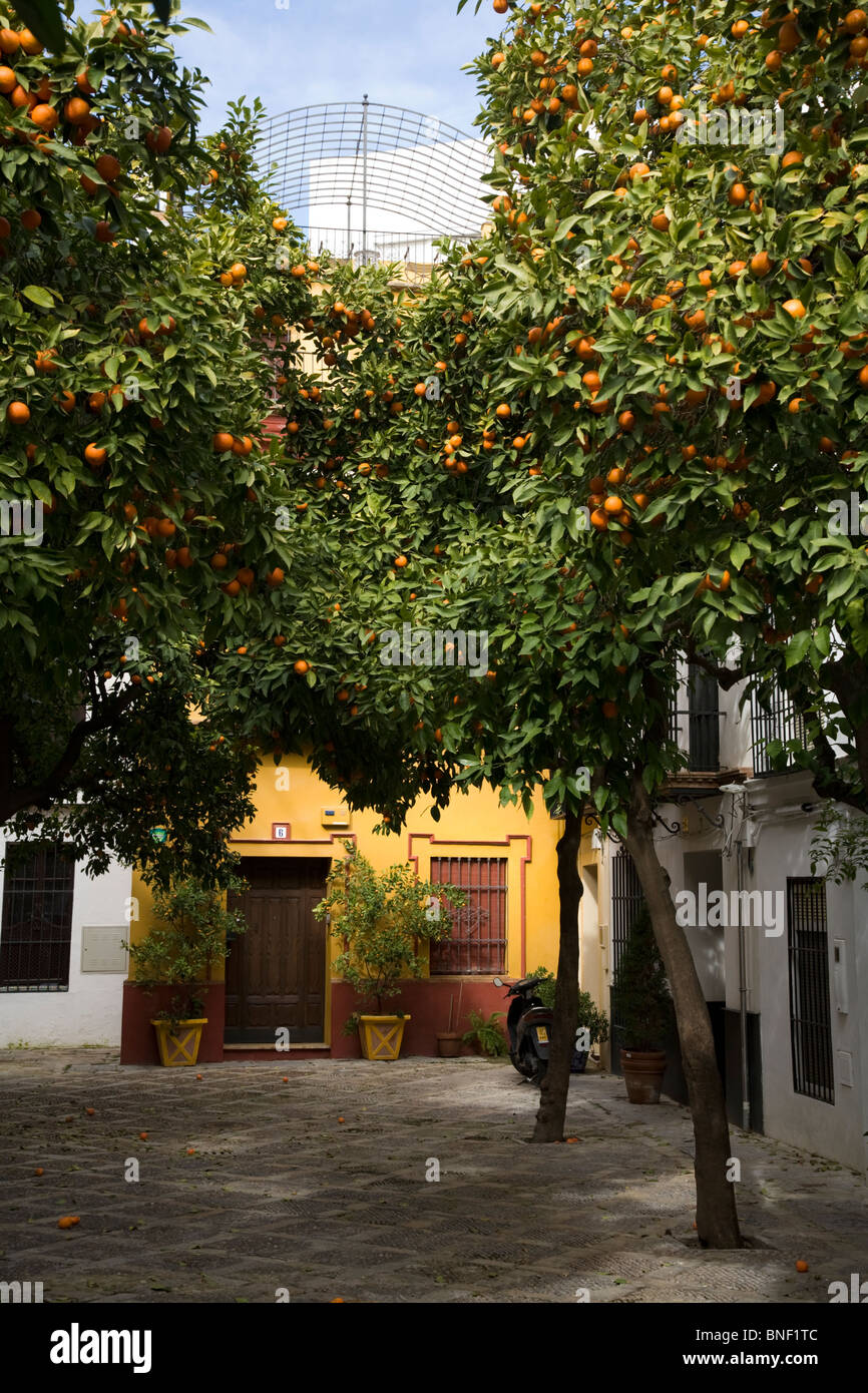 Oranges growing / orange trees / orange tree in a Seville street