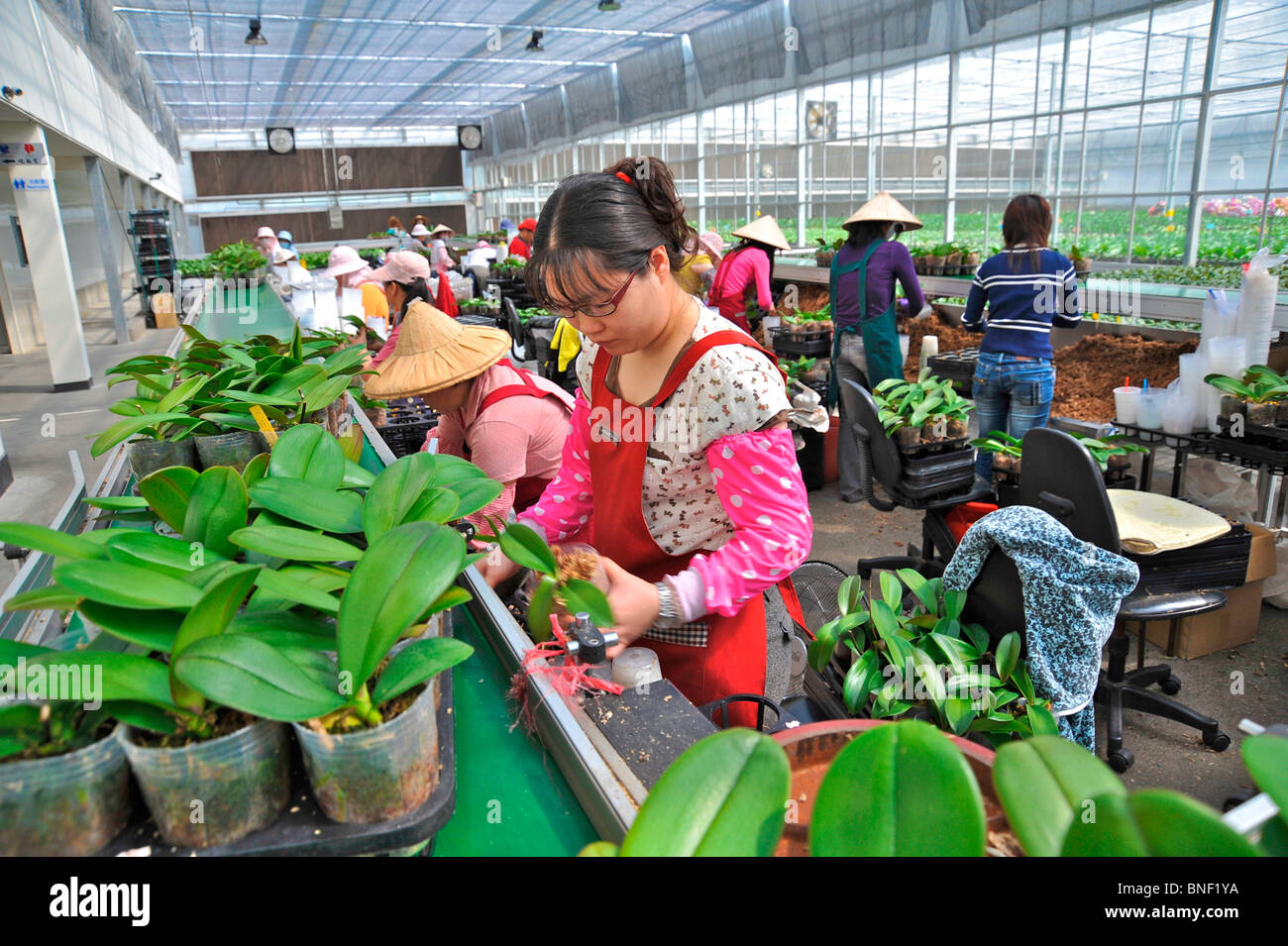 Female workers in a greenhouse, Yu Pin Biotechnology Company, Chiayi County, Taiwan Province, China Stock Photo