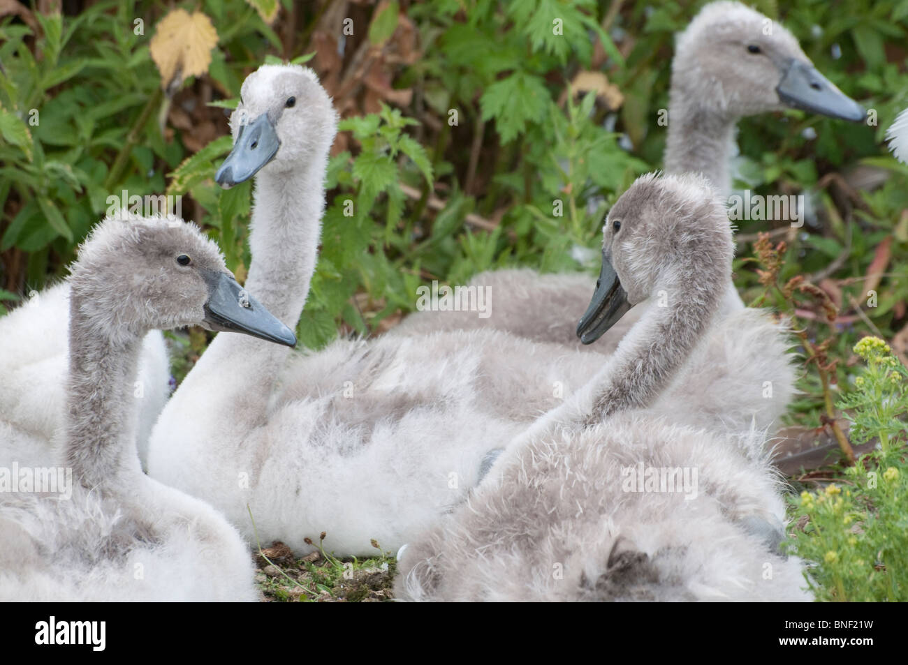 A group of swan signets, sitting on grass. Stock Photo