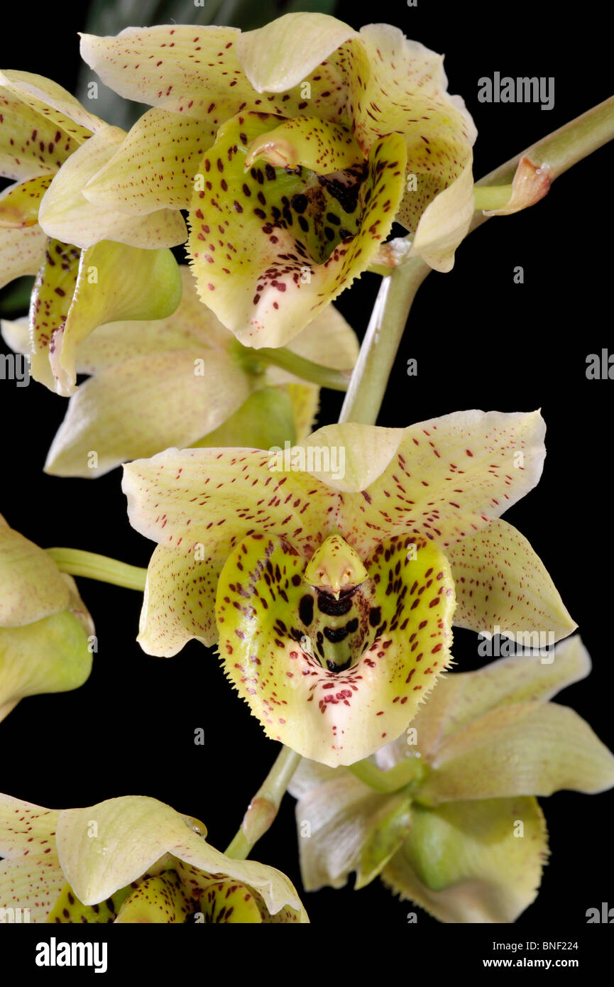 Close-up of Catasetum orchids Stock Photo - Alamy