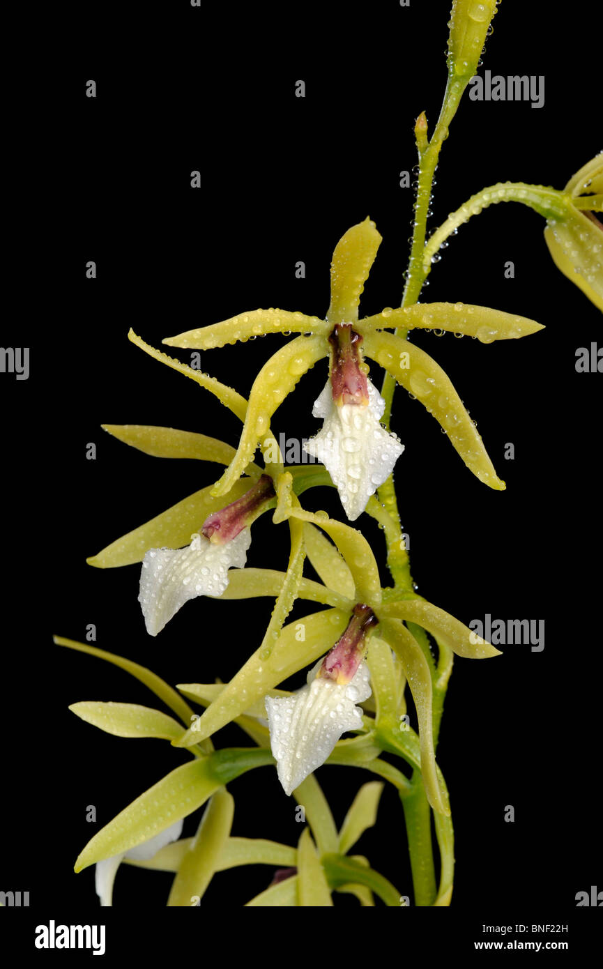 Close-up of Epidendrum Bob Freeman orchids Stock Photo