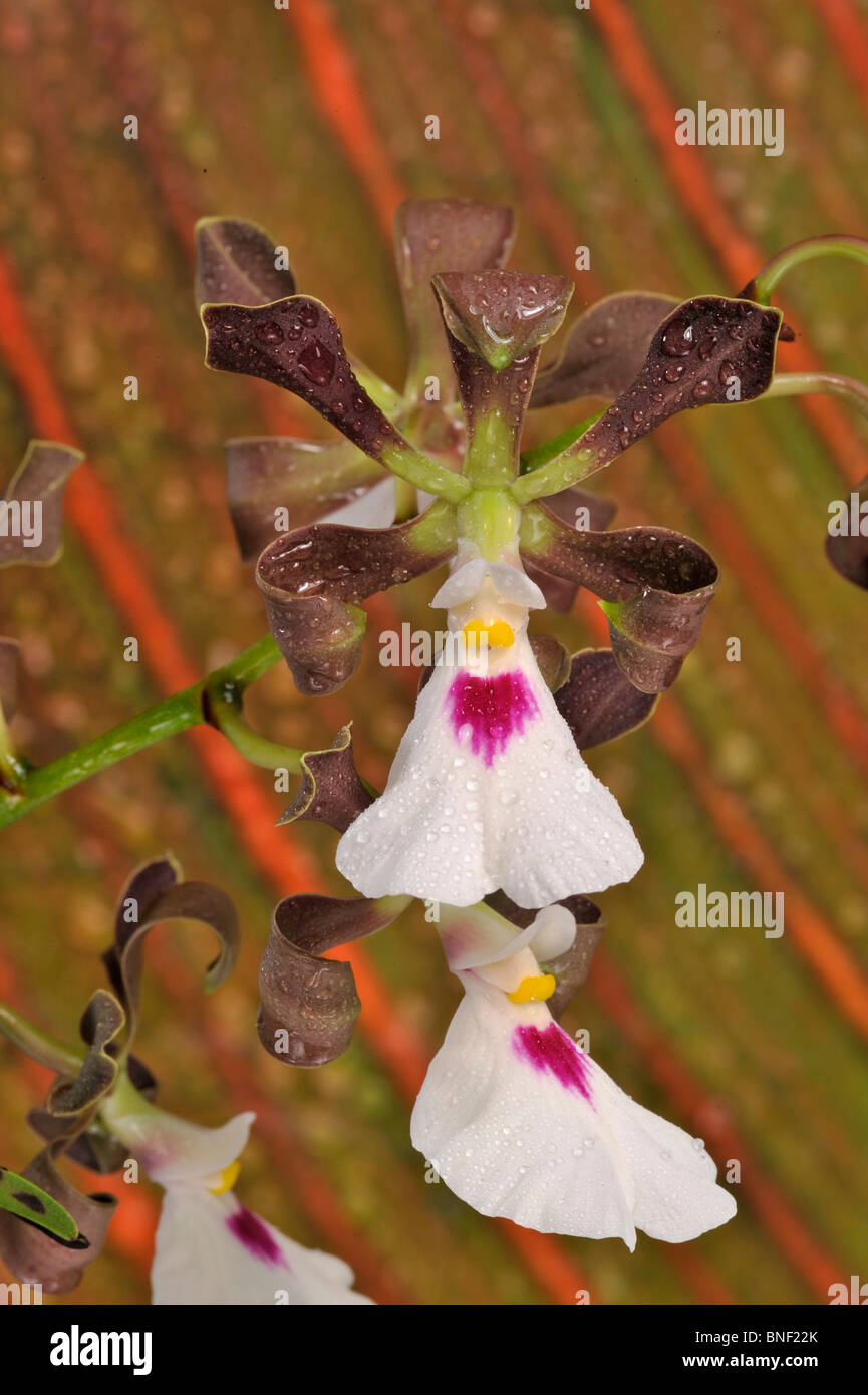 Close-up of Epicattleya Theresa de Hausbun orchids Stock Photo