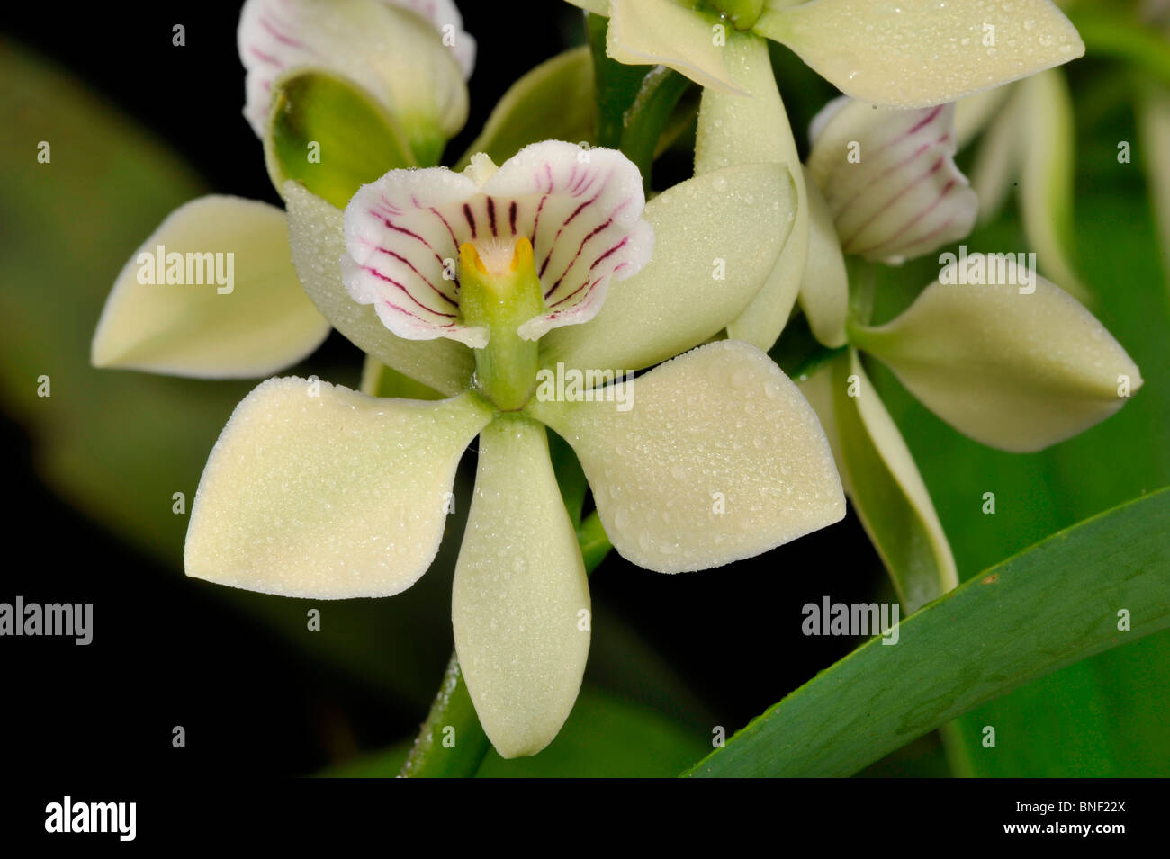 Close-up of Epidendrum radiatum orchids Stock Photo