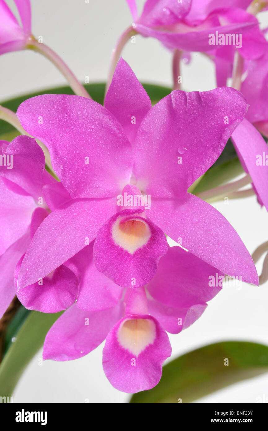 Close-up of Cattleya Tristan Fitch orchids Stock Photo