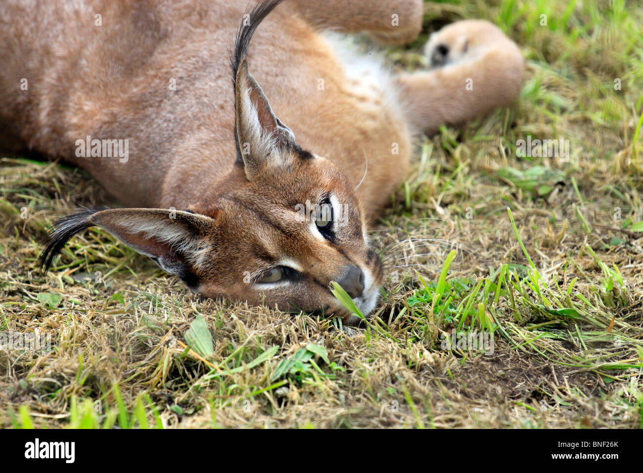 Rooikat tygerberg zoo cat hires stock photography and images Alamy