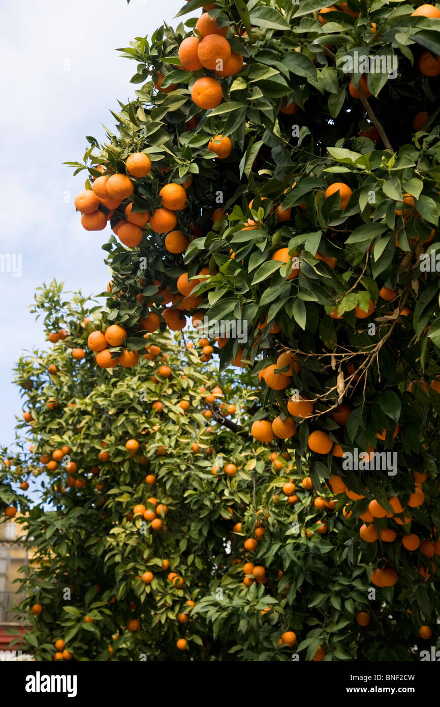 Oranges growing / orange trees / orange tree in a Seville street / courtyard. Sevilla, Spain. (55) trip 1 Stock Photo