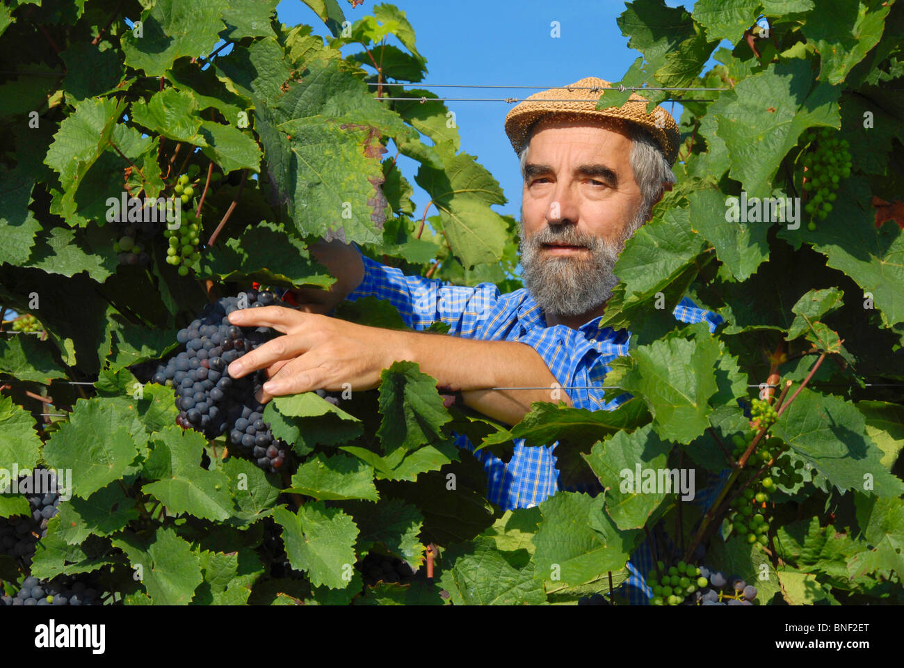 vine dresser at the grape harvest, cutting a bunch of grapes Stock