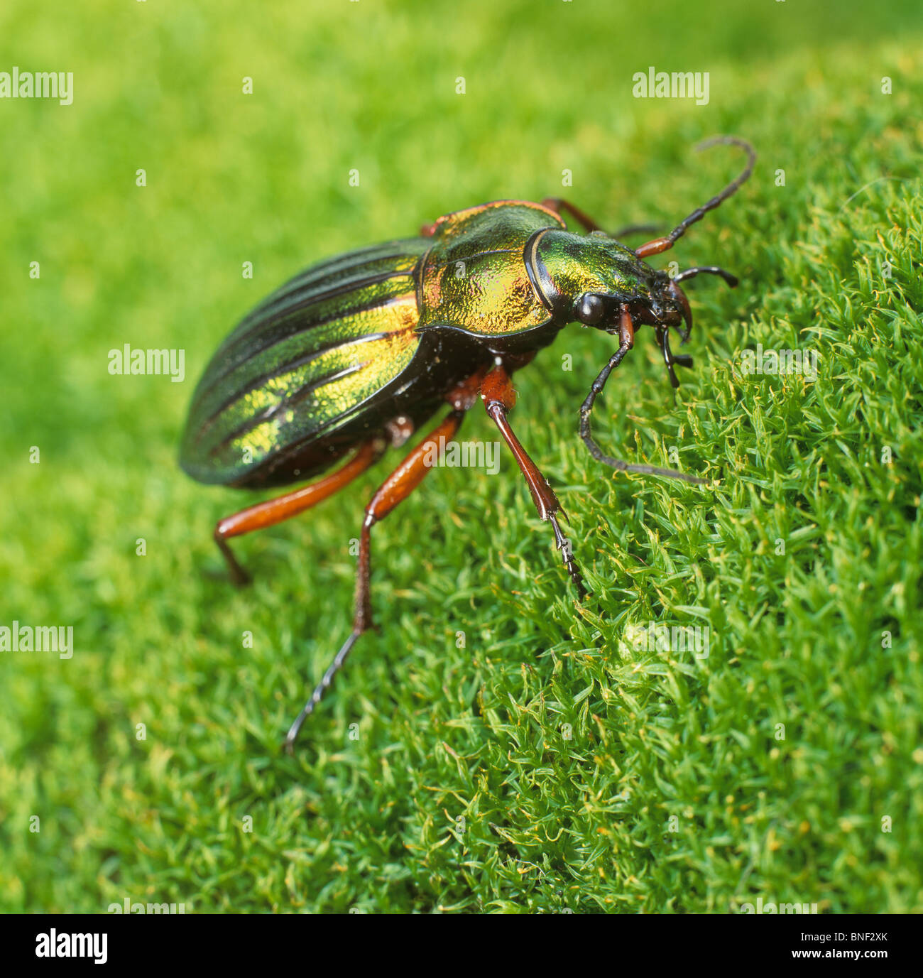 Golden Ground Beetle (Carabus auratus). Adult on moss. Stock Photo