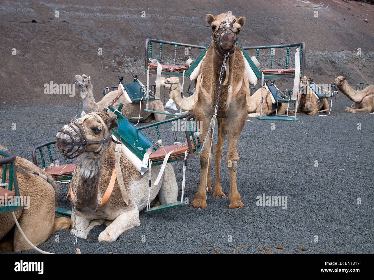 Camel Train Timanfaya national park Lanzarote Canary Islands Stock Photo