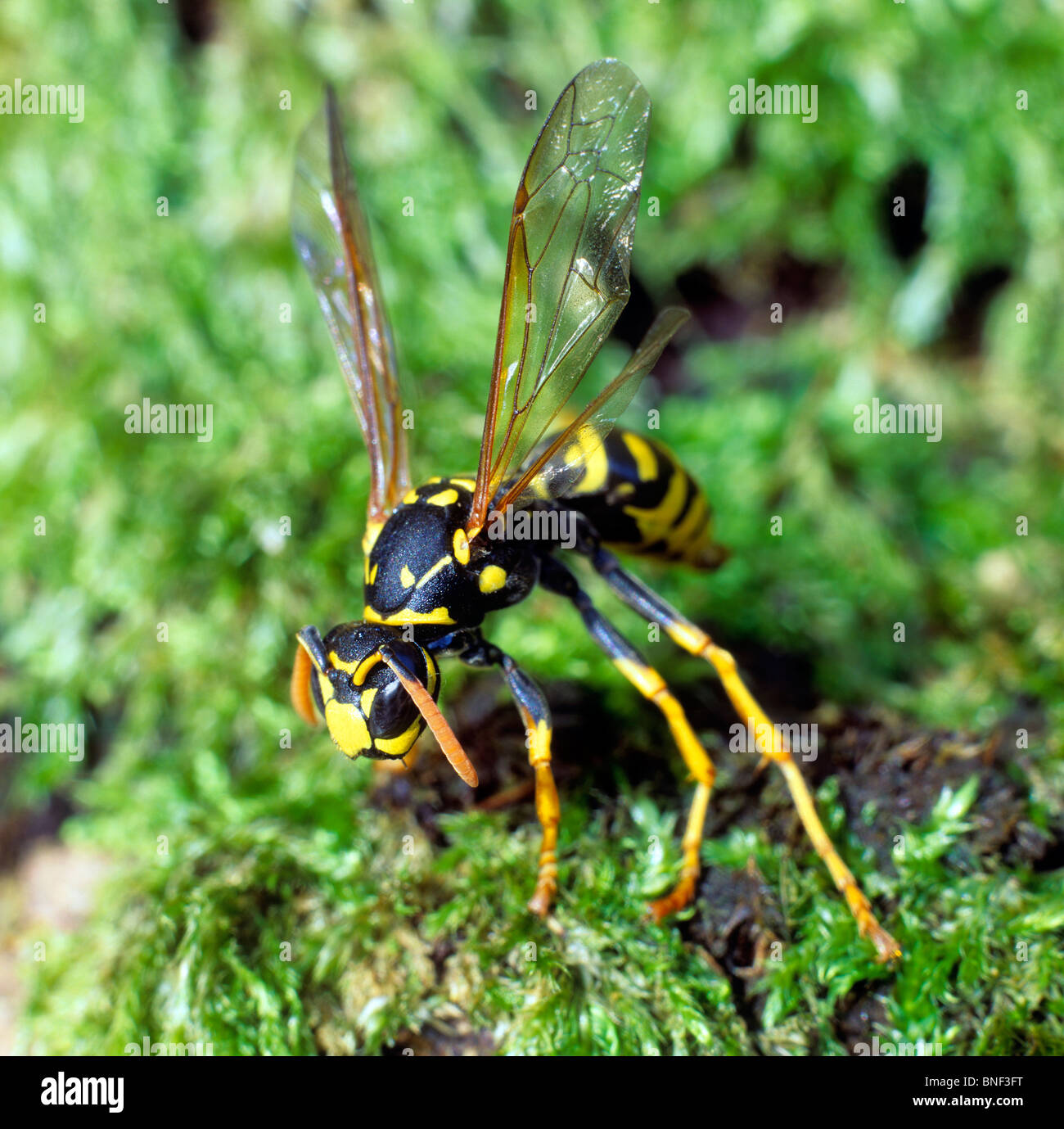 Paper Wasp (Polistes dominula, Polistes gallica) on moss. Stock Photo
