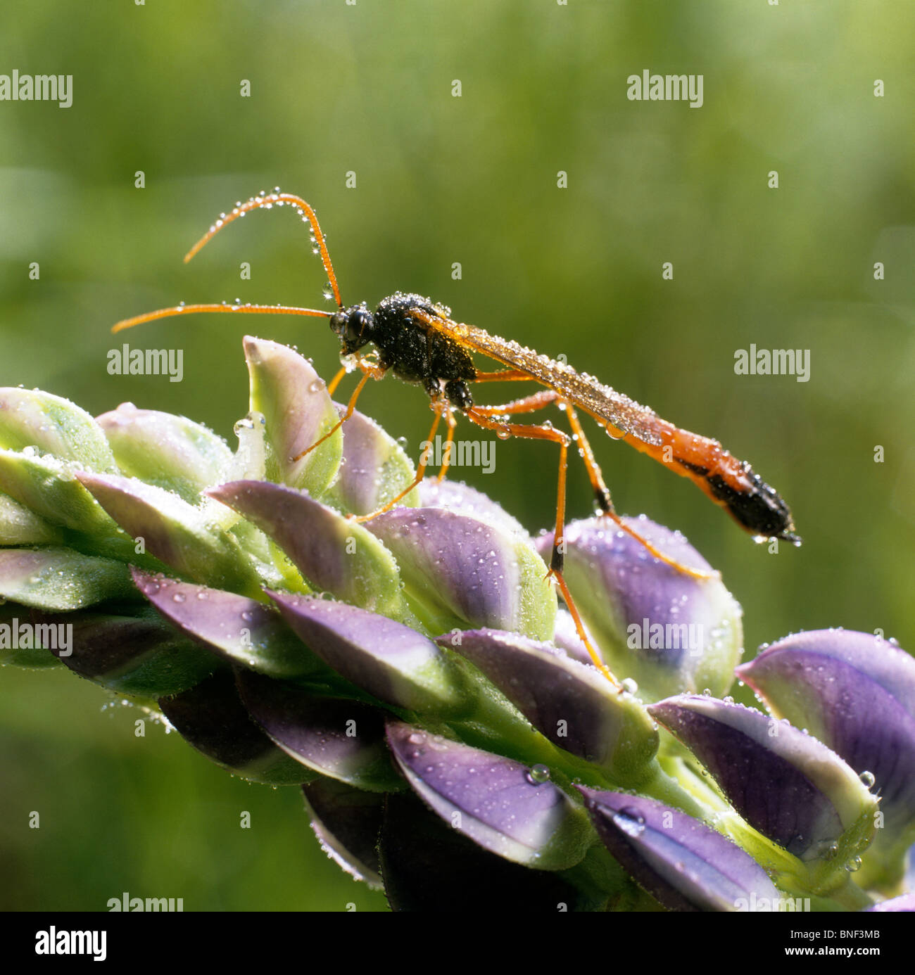 Ichneumon Wasp (Ophion luteus), adult on a Lupin flower. Stock Photo