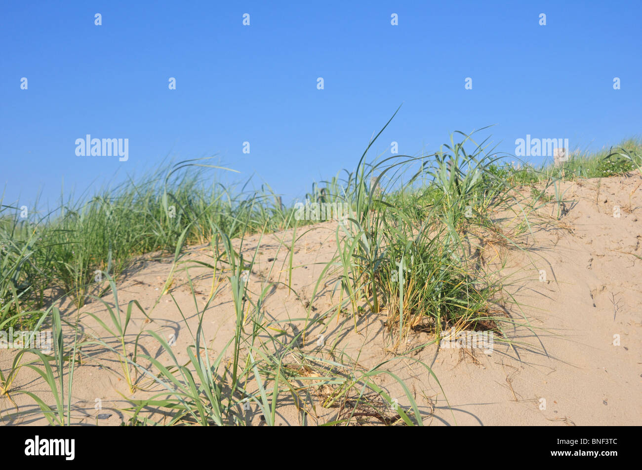 Sea grass growing on a sandy dune at the beach Stock Photo
