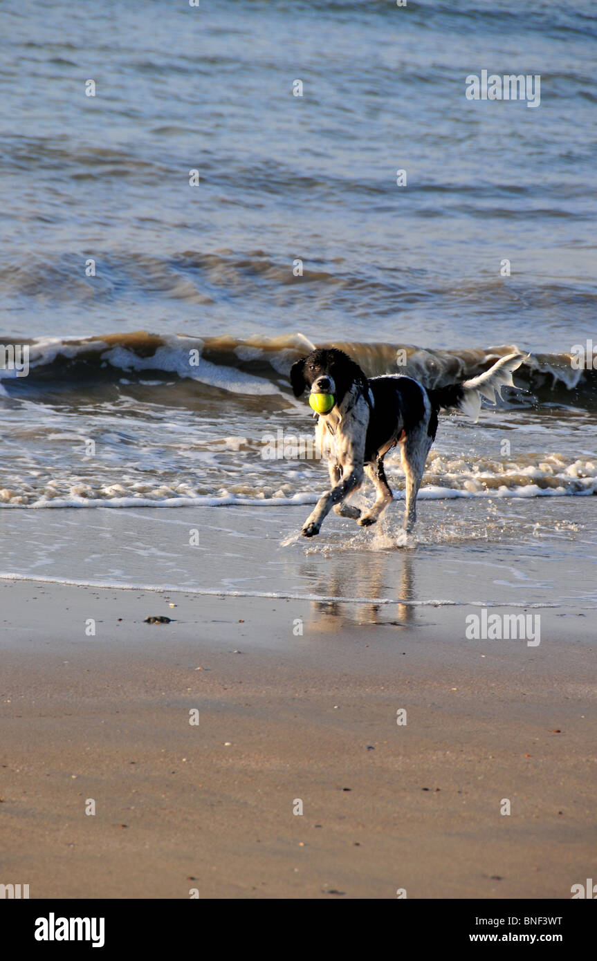 An English Springer Spaniel dog playing on the beach with a ball Stock Photo