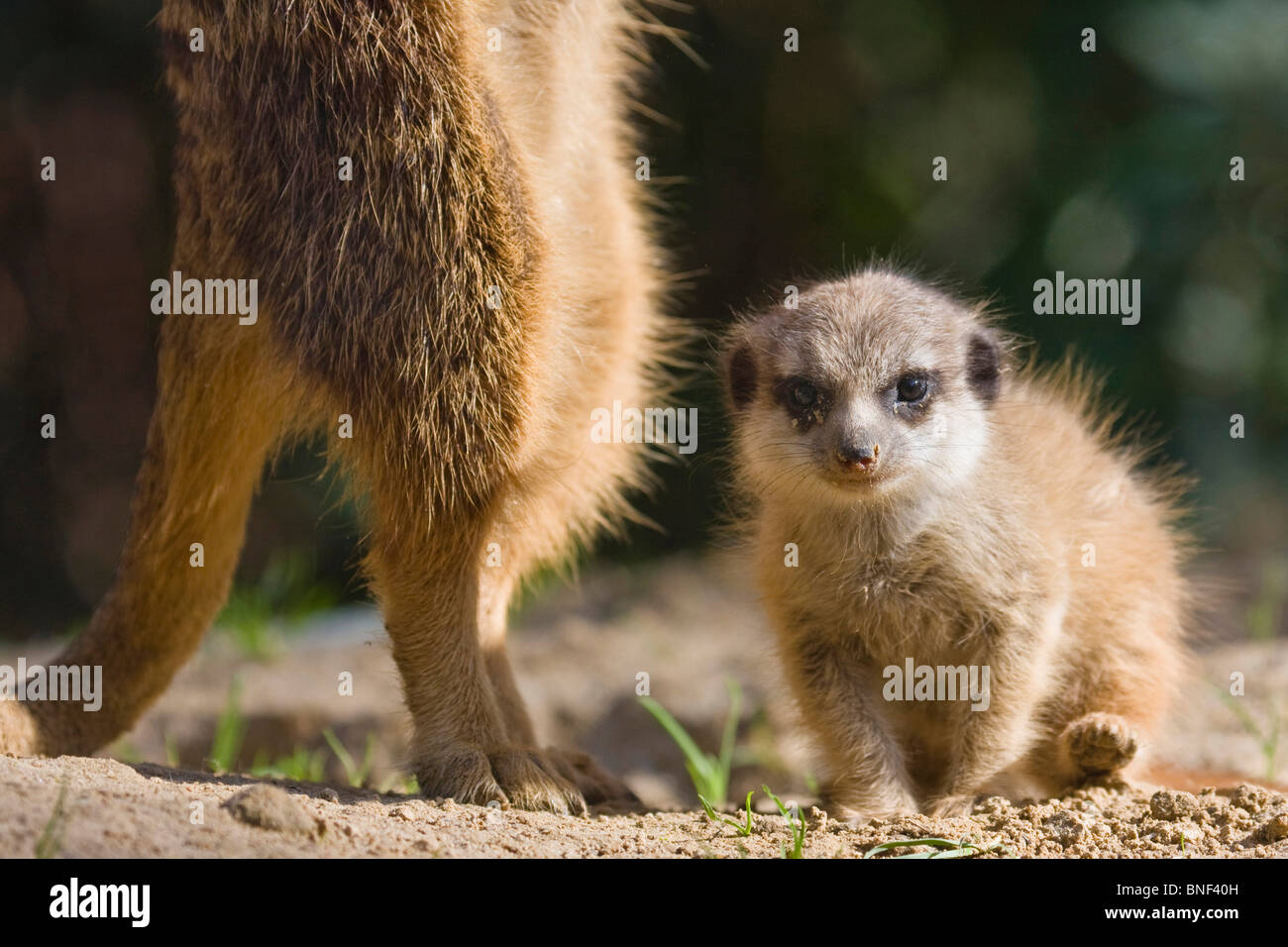 suricate, slender-tailed meerkat (Suricata suricatta), infant sitting on the ground beside a securing adult Stock Photo