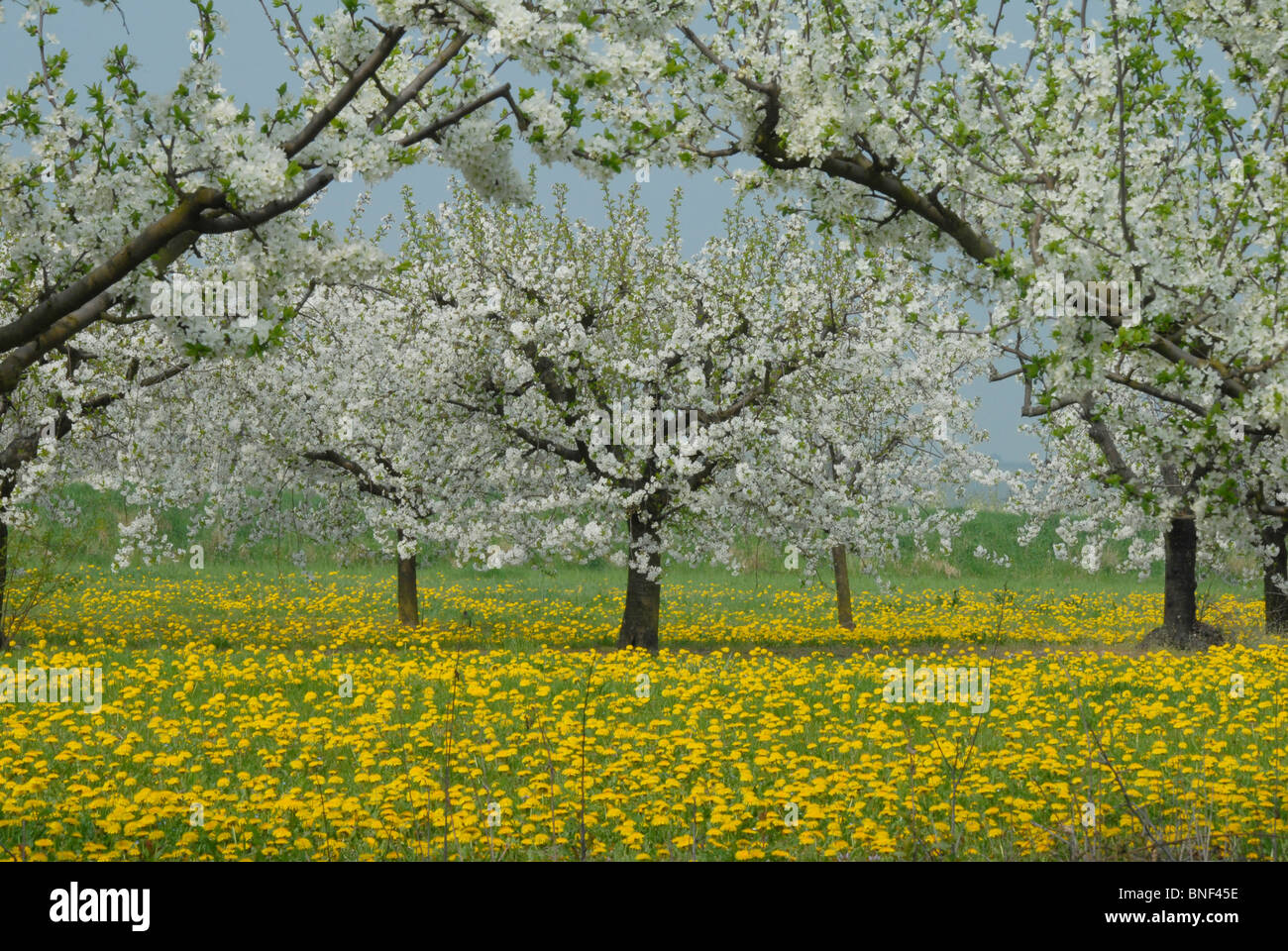 wild cherry, sweet cherry, gean, mazzard (Prunus avium), blooming ...
