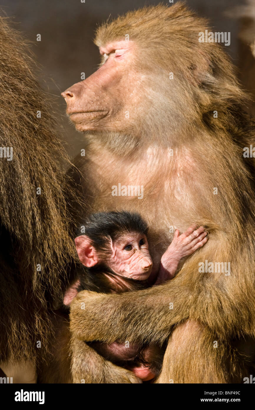 hamadryas baboon, sacred baboon (Papio hamadryas), female holding the pup in her arms Stock Photo