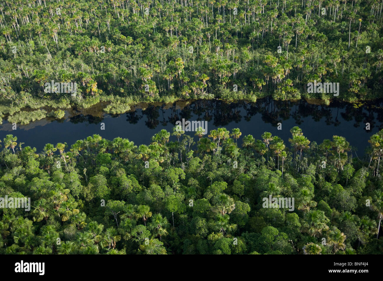 Aerial view of a swamp with moriche palm trees, Amazon River, Loreto