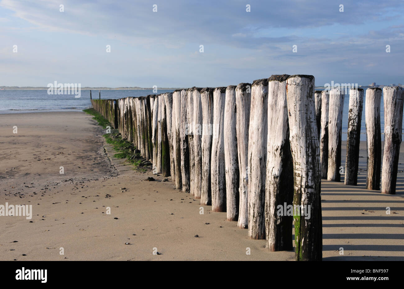 Wooden posts employed as a sea defence to protect the beach at Breskens, Zeeland, Holland Stock Photo