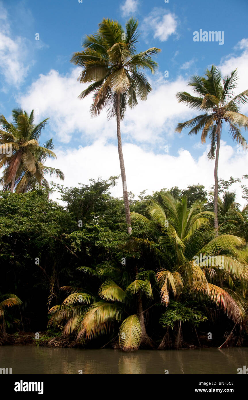 Trees at a riverside, Indian River, Portsmouth, Dominica Stock Photo