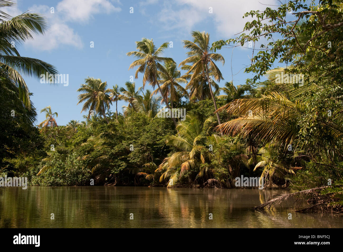 Trees at a riverside, Indian River, Portsmouth, Dominica Stock Photo