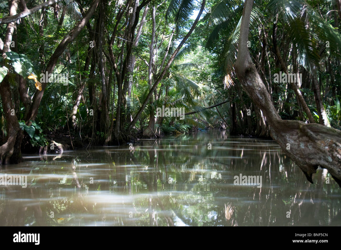 River flowing through a forest, Indian River, Portsmouth, Dominica Stock Photo